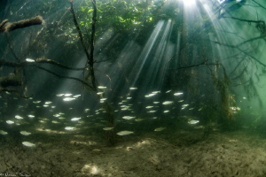 Hérault river (France) by Mathieu Foulquié 